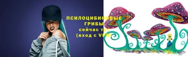 сатива Новозыбков